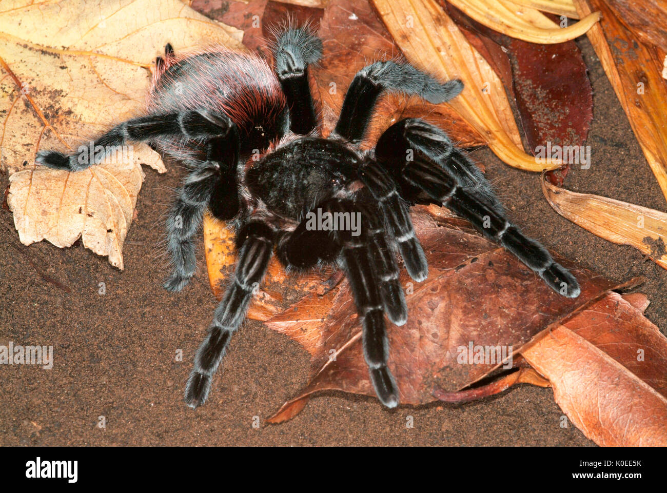 Tarantula Spider, Black Velvet croupion rouge, Brachypelma vagans, sur le sol de la forêt, les feuilles mortes, jungle Banque D'Images