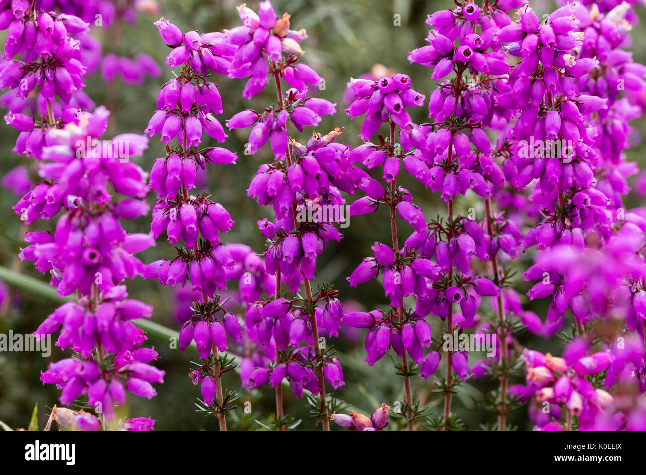 Bell rouge-pourpre fleurs de la Purple heather, Erica cinerea, sur la lande de Dartmoor, UK Banque D'Images