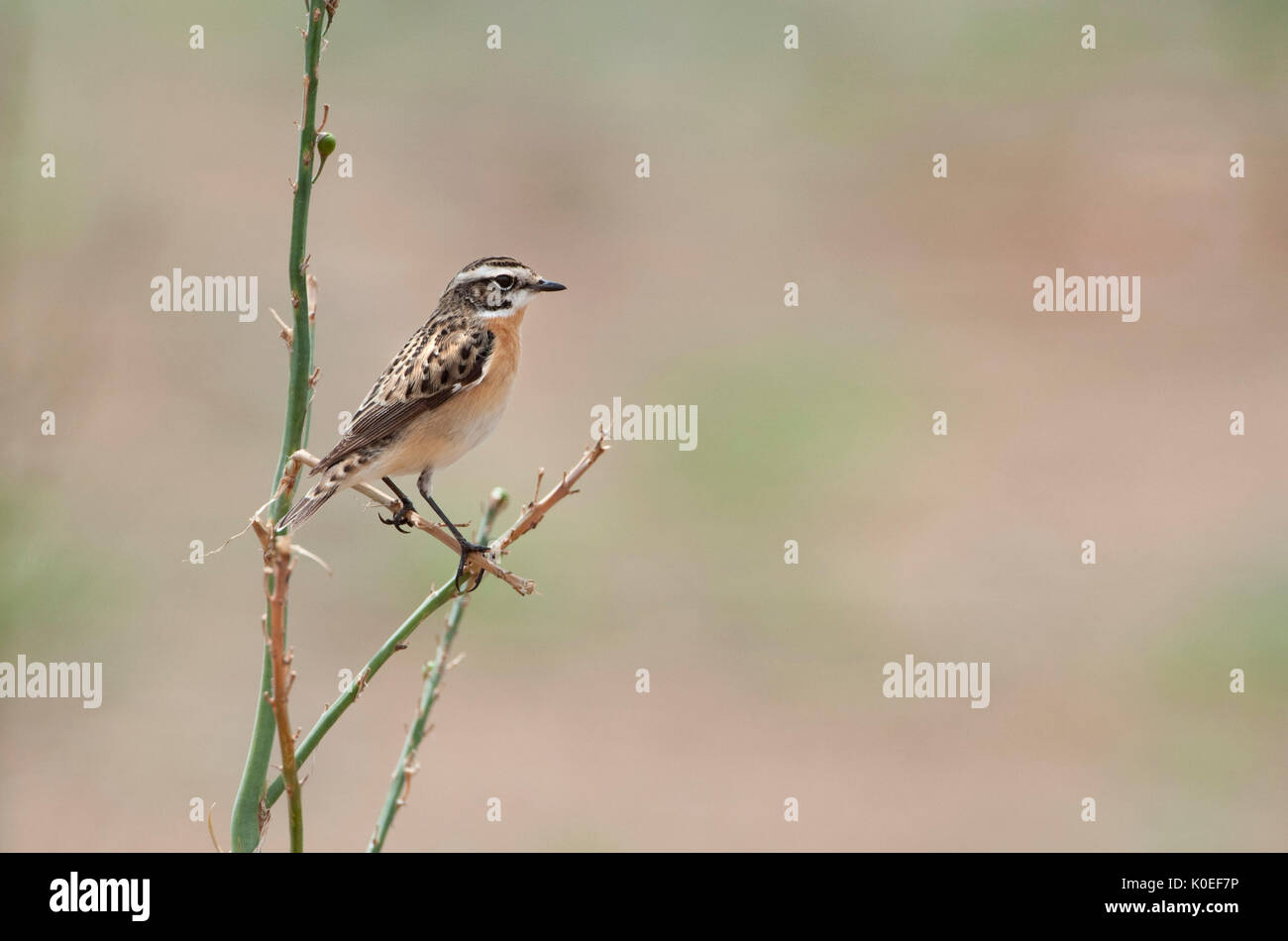 Saxicola rubetra Whinchat, l'île de Lesvos, Grèce, Passage, Migrant, printemps, perché sur une branche , lesbos Banque D'Images