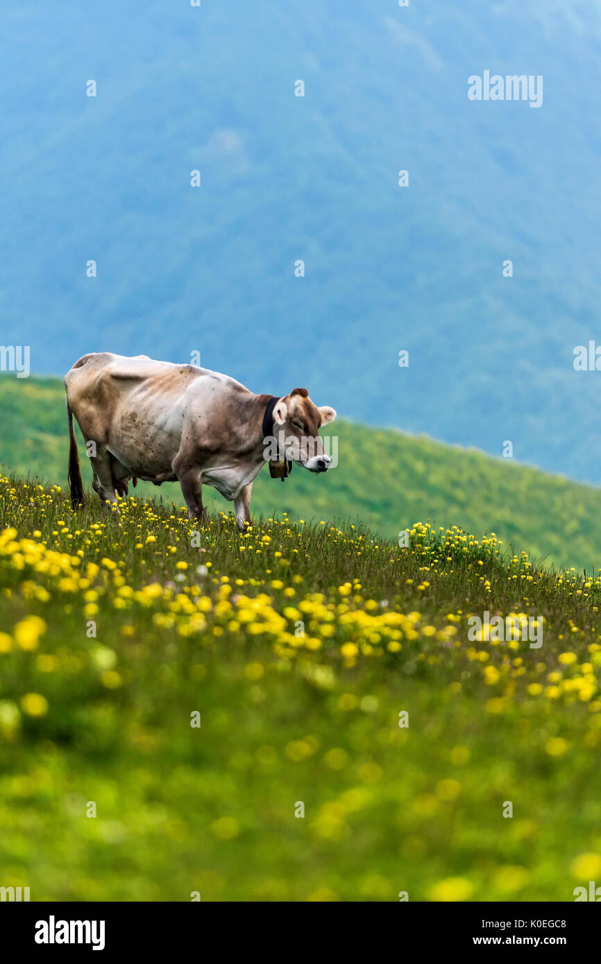 Une vache paissant sur la colline du Monte Baldo, Malcesine, Italie Banque D'Images