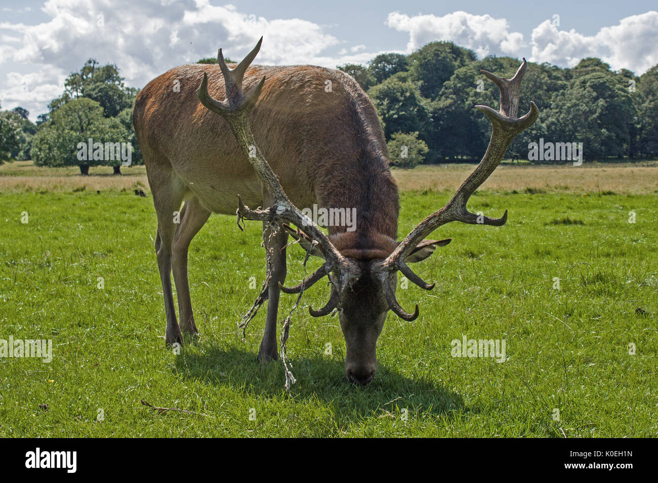 Red Deer Stag Banque D'Images