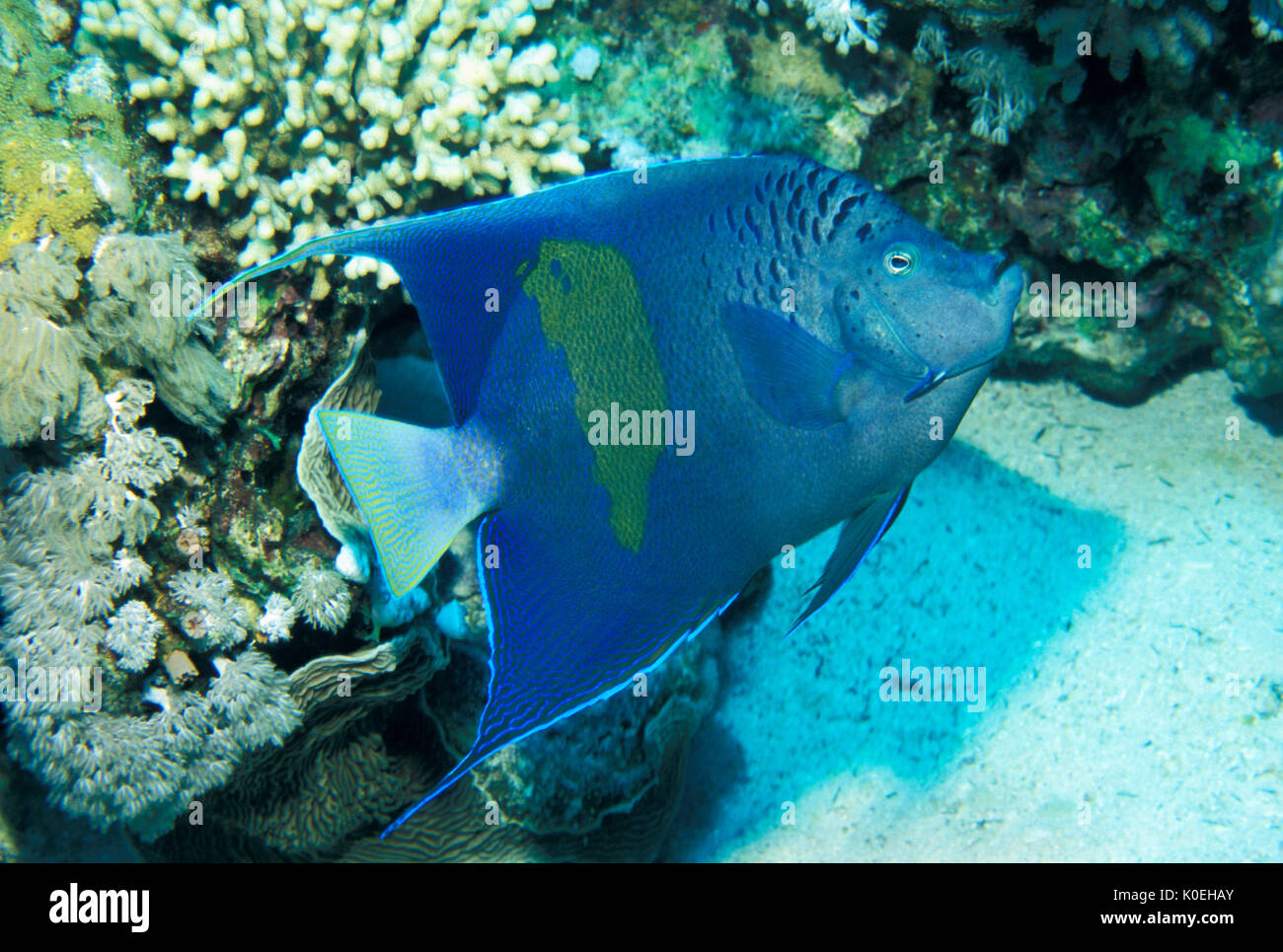 Barre jaune Angelfish Pomacanthus maculosus,, Mer Rouge, Sharm el-Sheikh, barrière de corail, bleu Banque D'Images