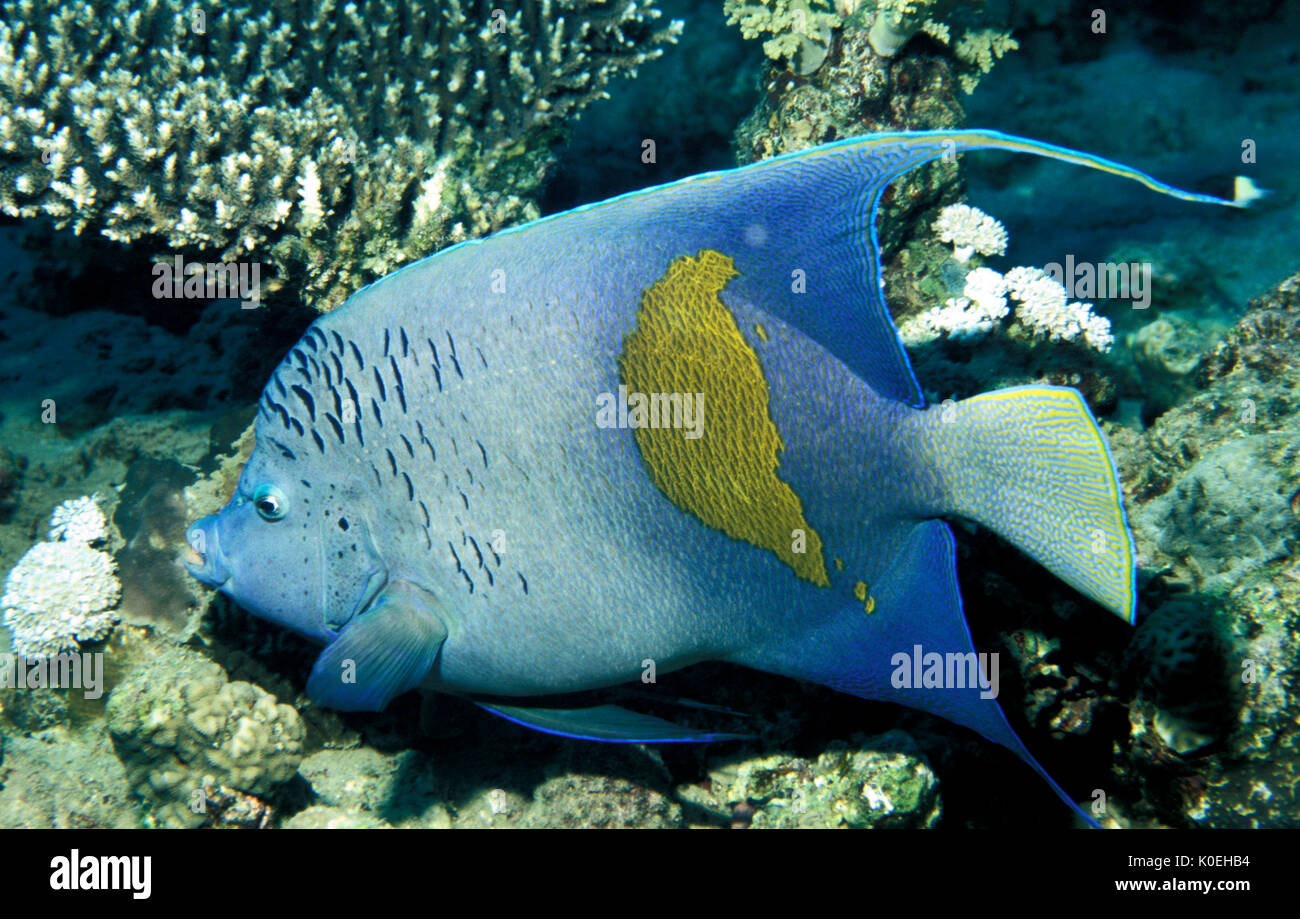 Barre jaune Angelfish Pomacanthus maculosus,, Mer Rouge, Sharm el-Sheikh, barrière de corail, bleu Banque D'Images