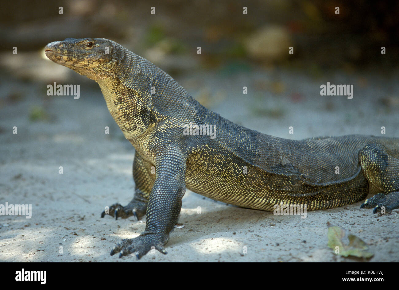 Contrôle de l'eau de Malaisie, Varanus salvator, Sapi Island, Sabah, montrant la langue, lizard Banque D'Images