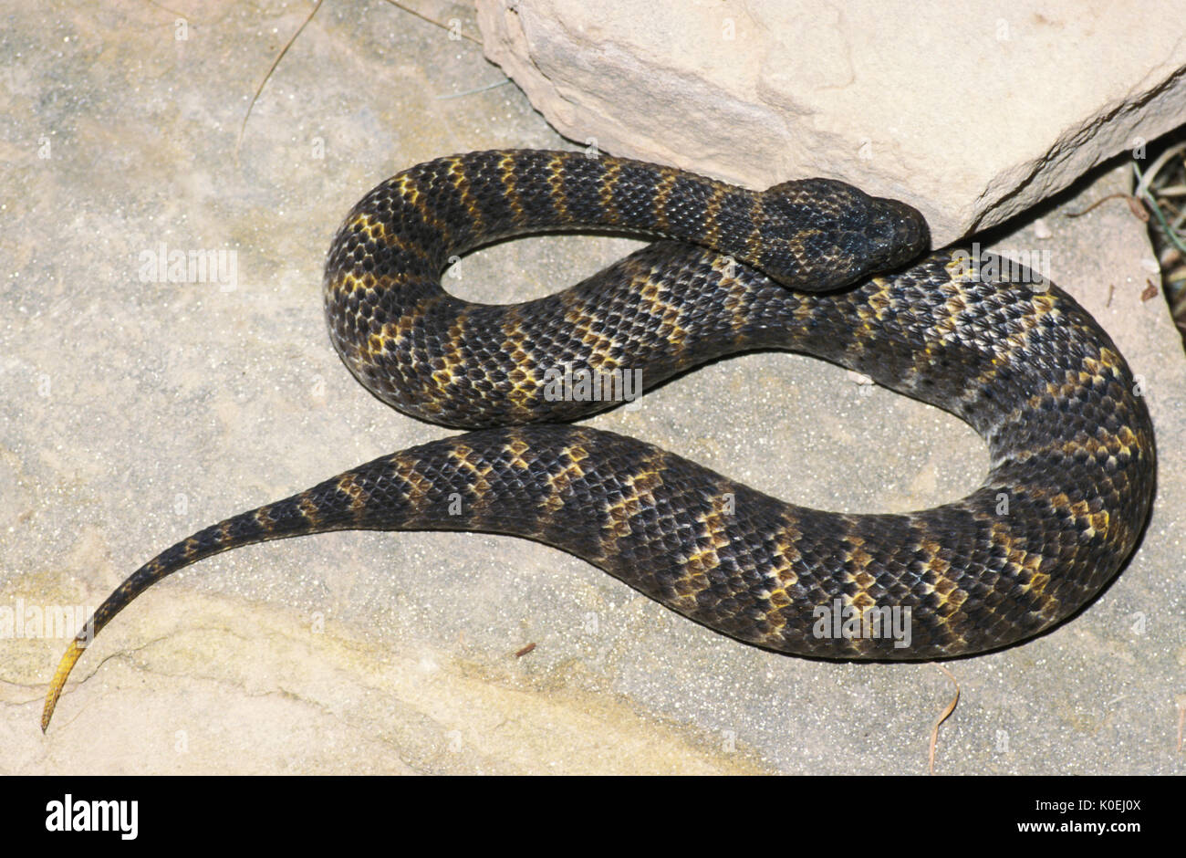 Death Adder commun, Acanthophis antarcticus, l'Australie, c'est l'un des plus venimeux des serpents de terre en Australie et dans le monde, le désert en captivité d'espèces Banque D'Images