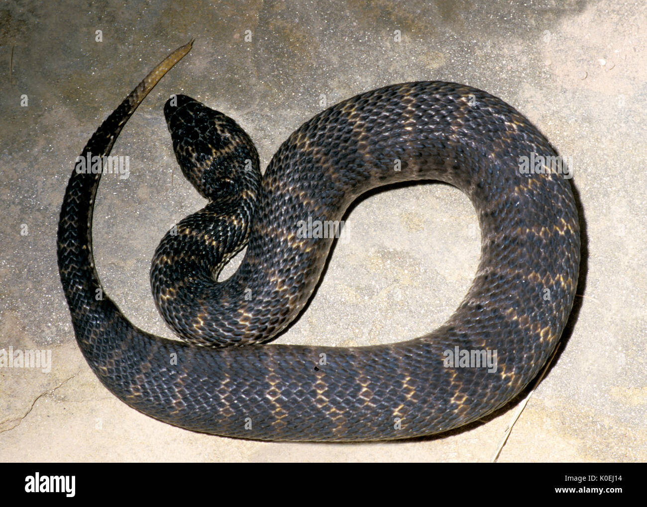 Death Adder commun, Acanthophis antarcticus, l'Australie, c'est l'un des plus venimeux des serpents de terre en Australie et dans le monde, le désert en captivité d'espèces Banque D'Images