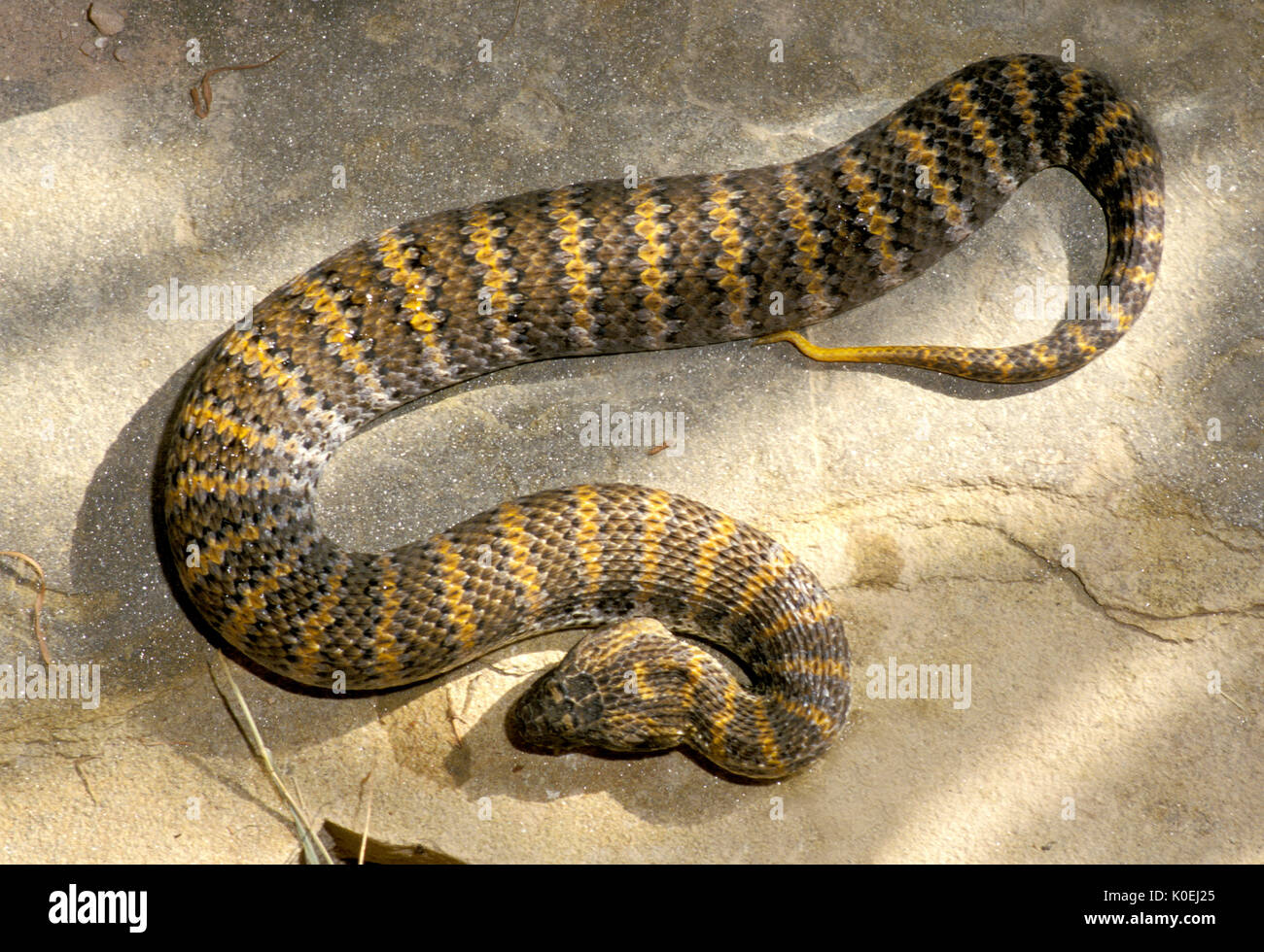 Death Adder commun, Acanthophis antarcticus, l'Australie, c'est l'un des plus venimeux des serpents de terre en Australie et dans le monde, les espèces du désert, en captivité Banque D'Images