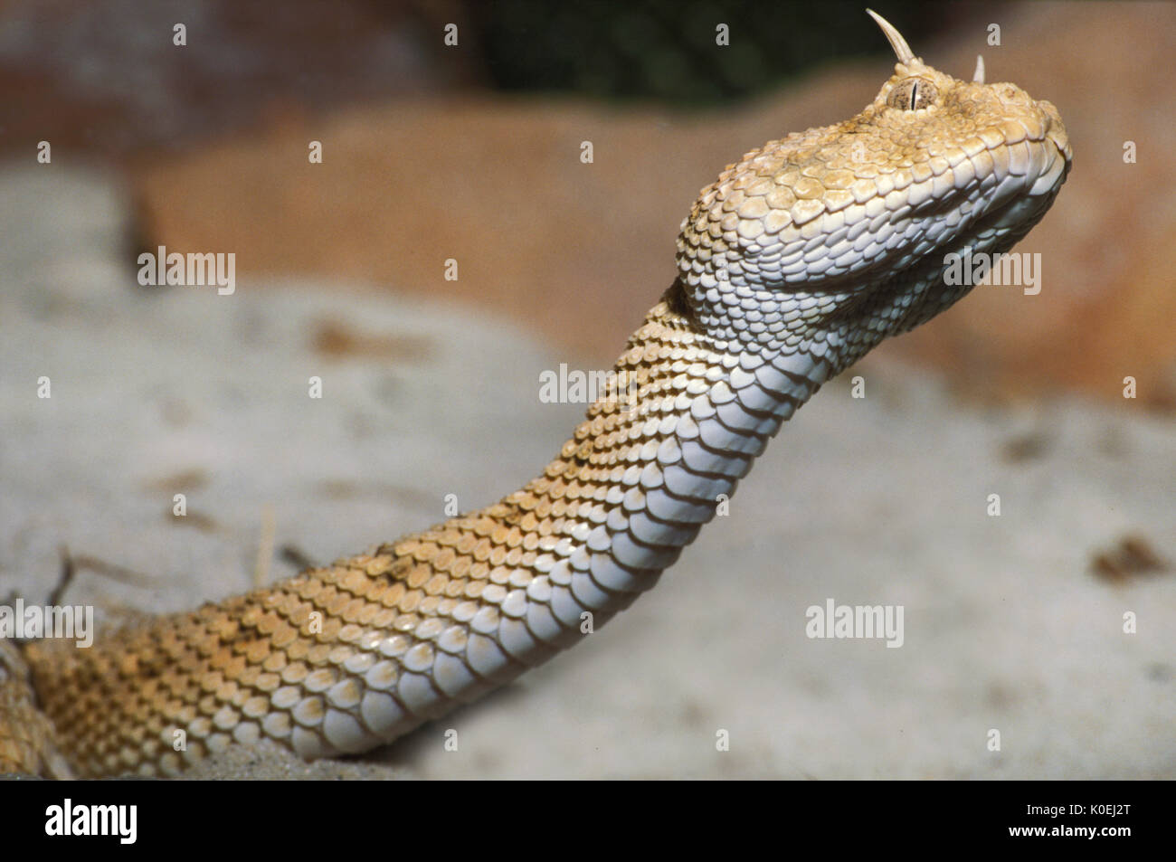 Vipère à cornes du désert, Serpent Cerastes cerastes, Afrique du Nord, vipère venimeuse espèce originaire des déserts du nord de l'Afrique et certaines parties du Moyen E Banque D'Images