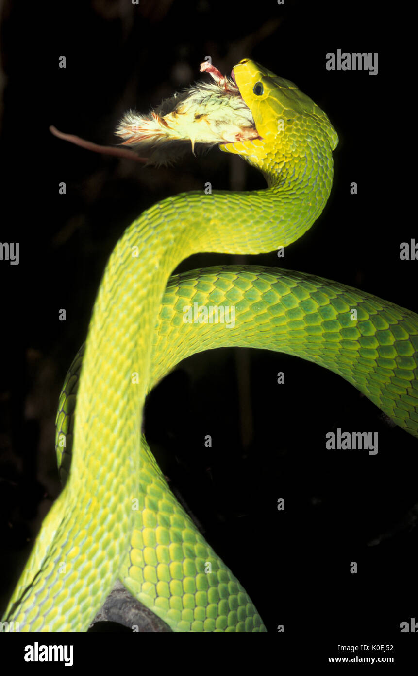 Green Mamba Serpent, Dendroaspis, agusticeps avec les proies, l'Afrique, l'green mamba, mamba commun, East African green mamba, green mamba, ou blanc-bouche Banque D'Images