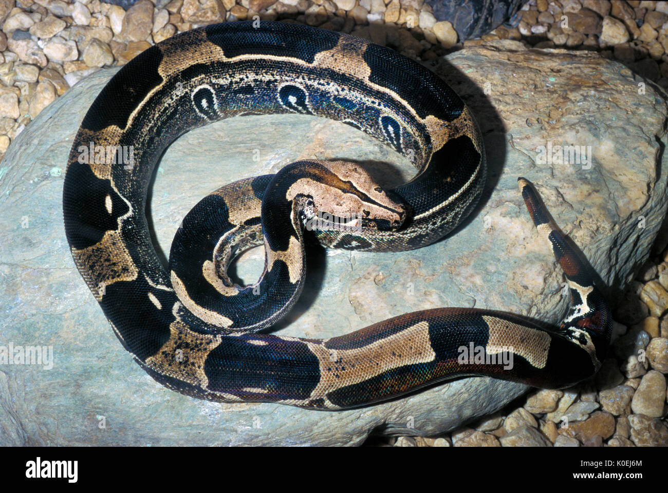 Trinité-Boa, Serpent, Boa constrictor, captive, Banque D'Images