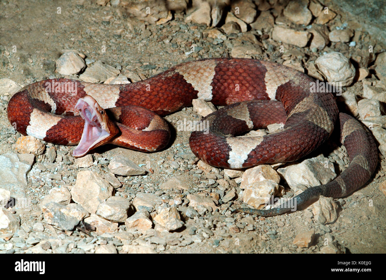 Serpent Copperhead Trans-Pecos, Agkistrodon contortrix pictigaster, toxiques, venemous, bouche ouverte montrant des crocs Banque D'Images Serpent Copperhead Trans-Pecos, Agkistrodon contortrix pictigaster, toxiques, venemous, bouche ouverte montrant des crocs Banque D'Images