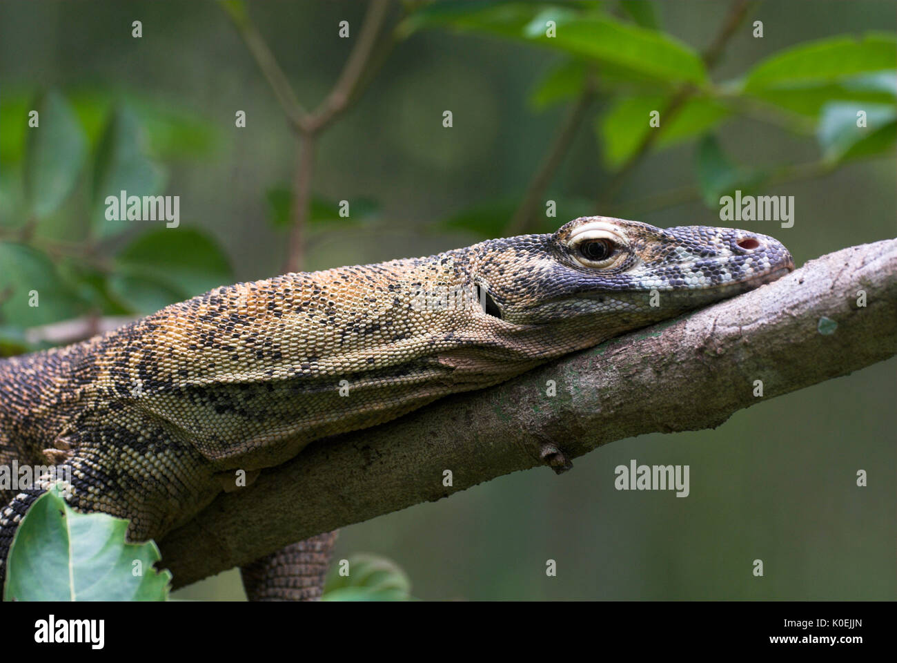 Dragon de Komodo, Varanus komodensis, grand varan, endémique de l'île, jungle tropicale, reposant sur branche, captif, portrait Banque D'Images