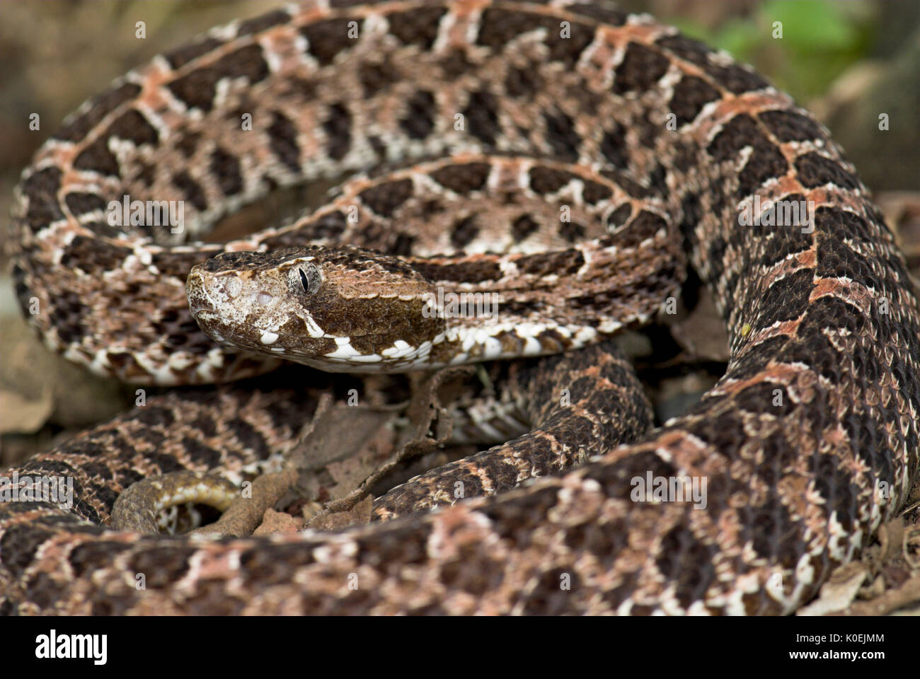 Nez de porc minces Pit Viper Serpent, Porthidium ophryomegas, Amérique Centrale, venimeux, pitviper, portrait Banque D'Images