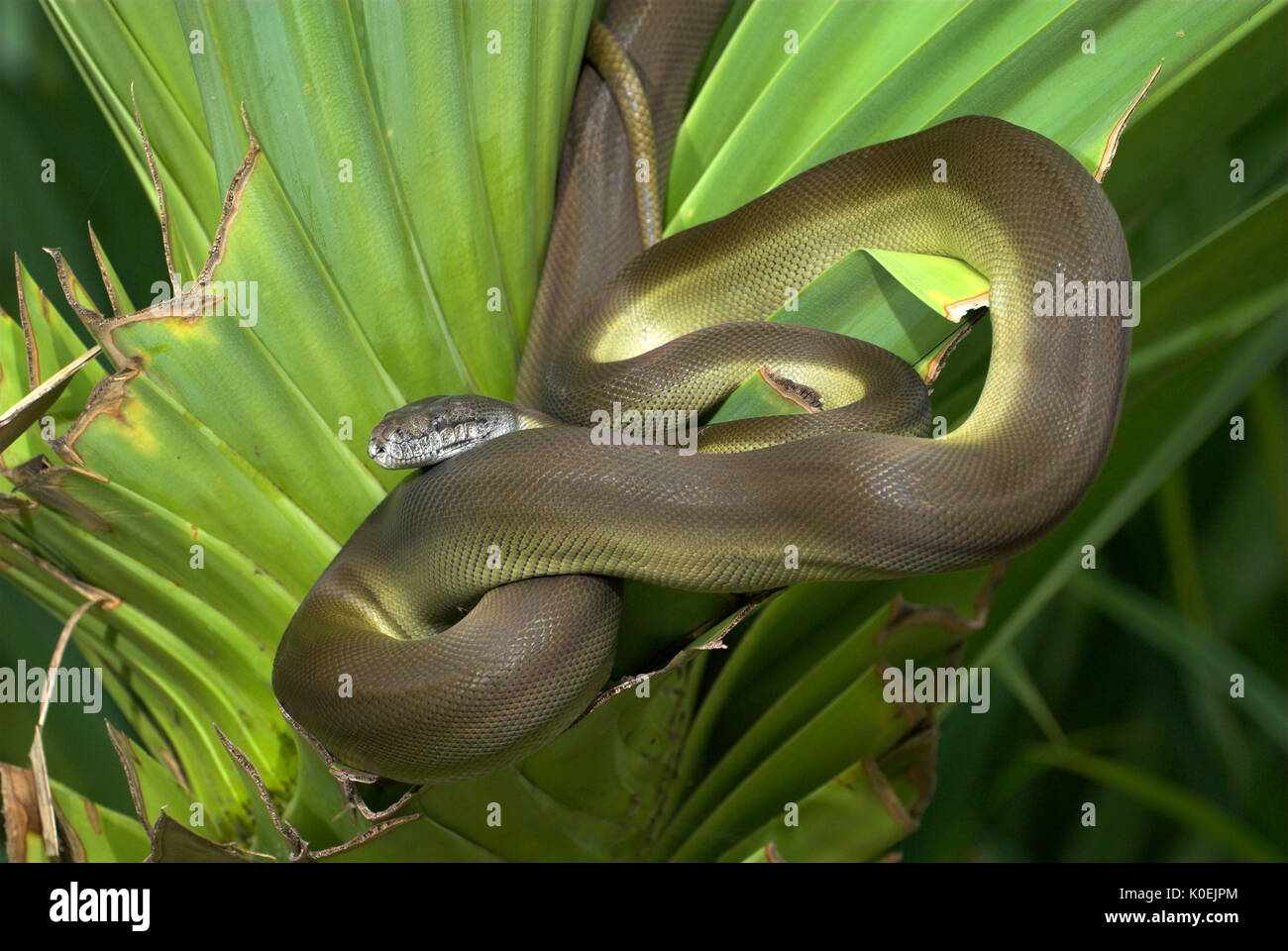 Serpent python papou, Apodora papuana, Guinée nocturnes, capacité à changer de couleur, lovée sur la feuille de palmier Banque D'Images