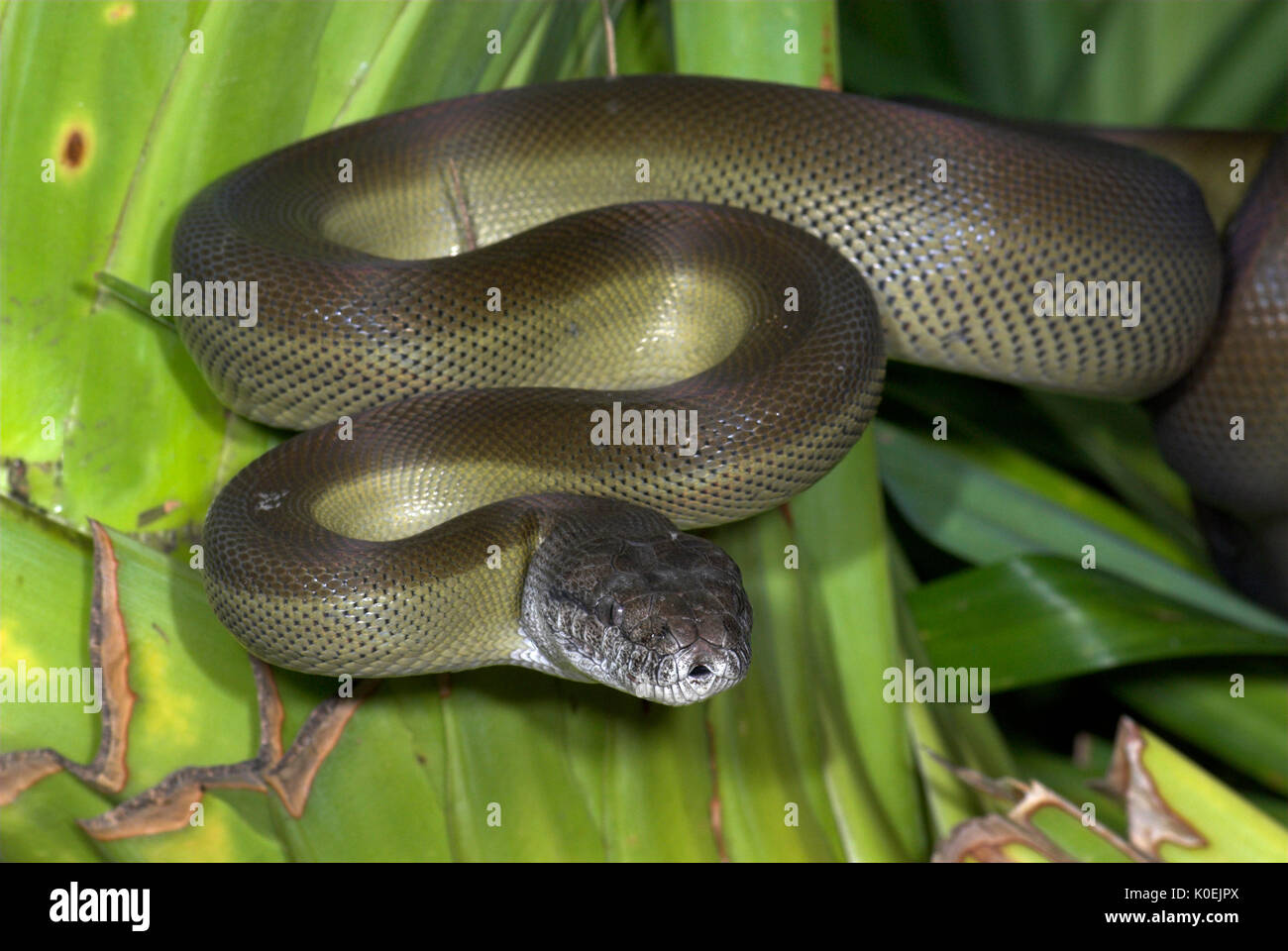 Serpent python papou, Apodora papuana, Guinée nocturnes, capacité à changer de couleur, lovée sur la feuille de palmier Banque D'Images
