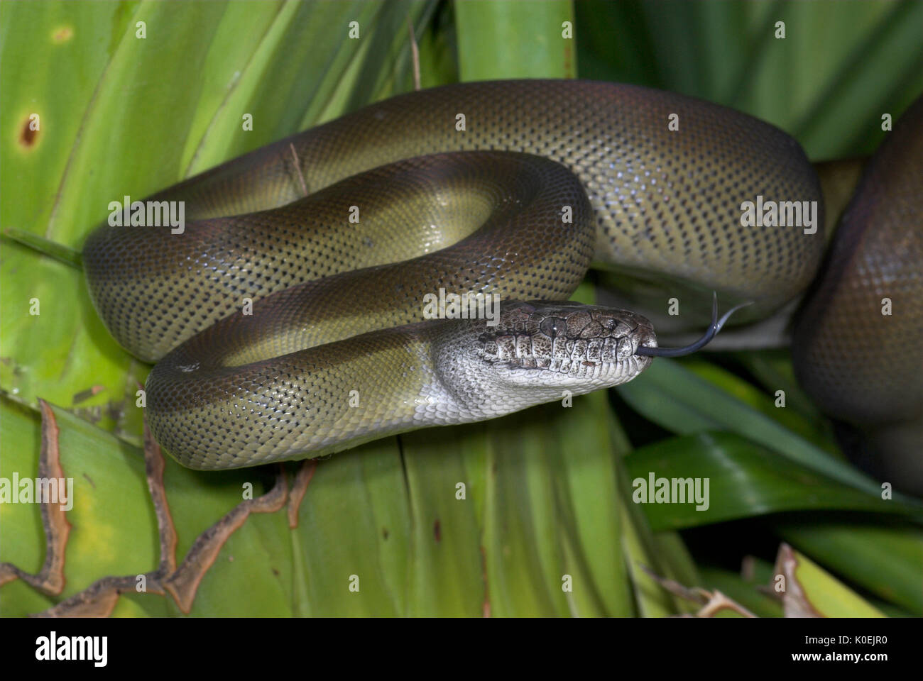 Serpent python papou, Apodora papuana, Guinée nocturnes, capacité à changer de couleur, lovée sur la feuille de palmier Banque D'Images
