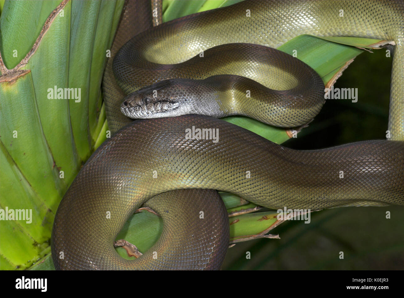 Serpent python papou, Apodora papuana, Guinée nocturnes, capacité à changer de couleur, lovée sur la feuille de palmier Banque D'Images