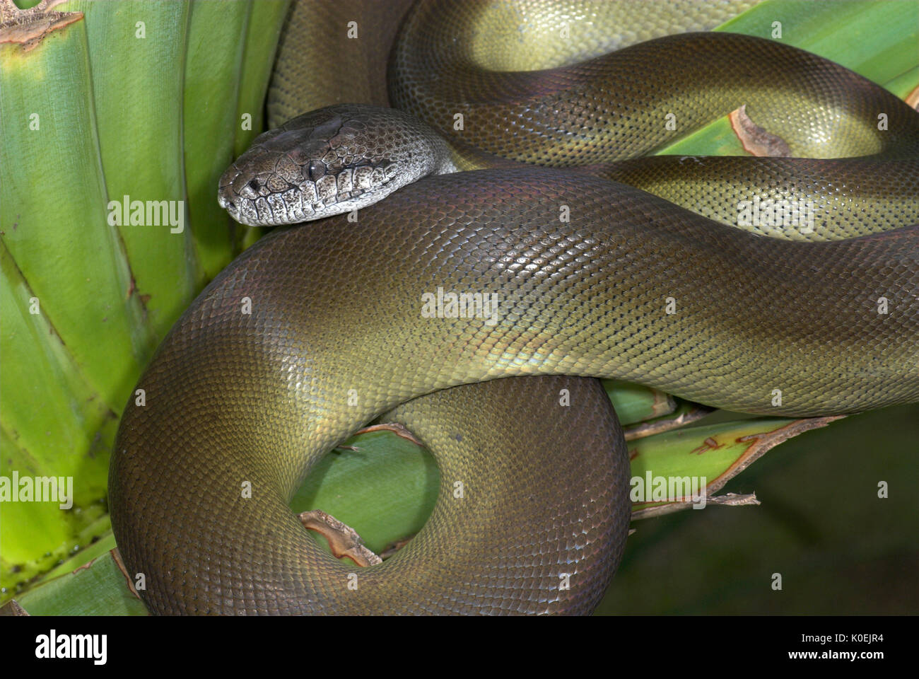 Serpent python papou, Apodora papuana, Guinée nocturnes, capacité à changer de couleur, lovée sur la feuille de palmier Banque D'Images