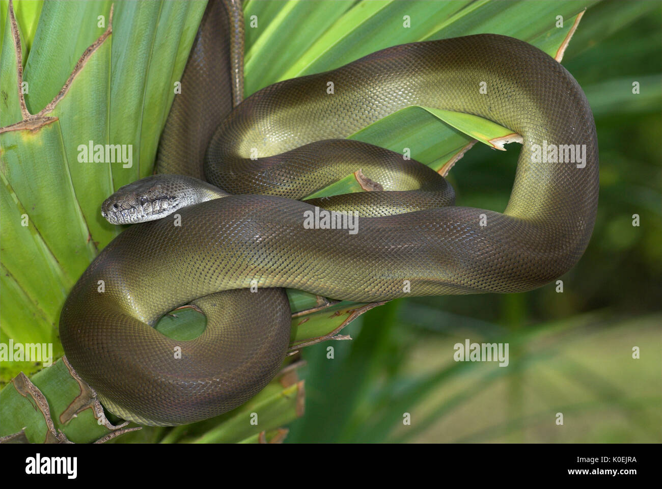 Serpent python papou, Apodora papuana, Guinée nocturnes, capacité à changer de couleur, lovée sur la feuille de palmier Banque D'Images