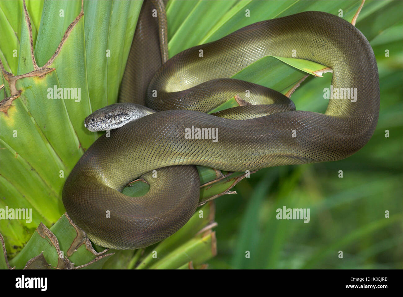 Serpent python papou, Apodora papuana, Guinée nocturnes, capacité à changer de couleur, lovée sur la feuille de palmier Banque D'Images