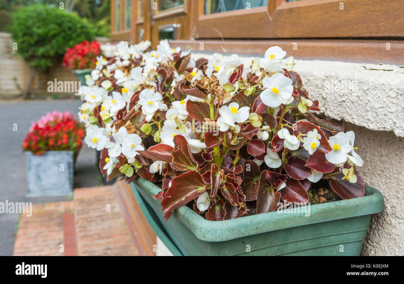 Begonia semperflorens bégonia cire végétale (litière) variété floraison dans une boîte à fleurs au milieu de l'été au Royaume-Uni. Begonia semperflorens blanc plante. Banque D'Images