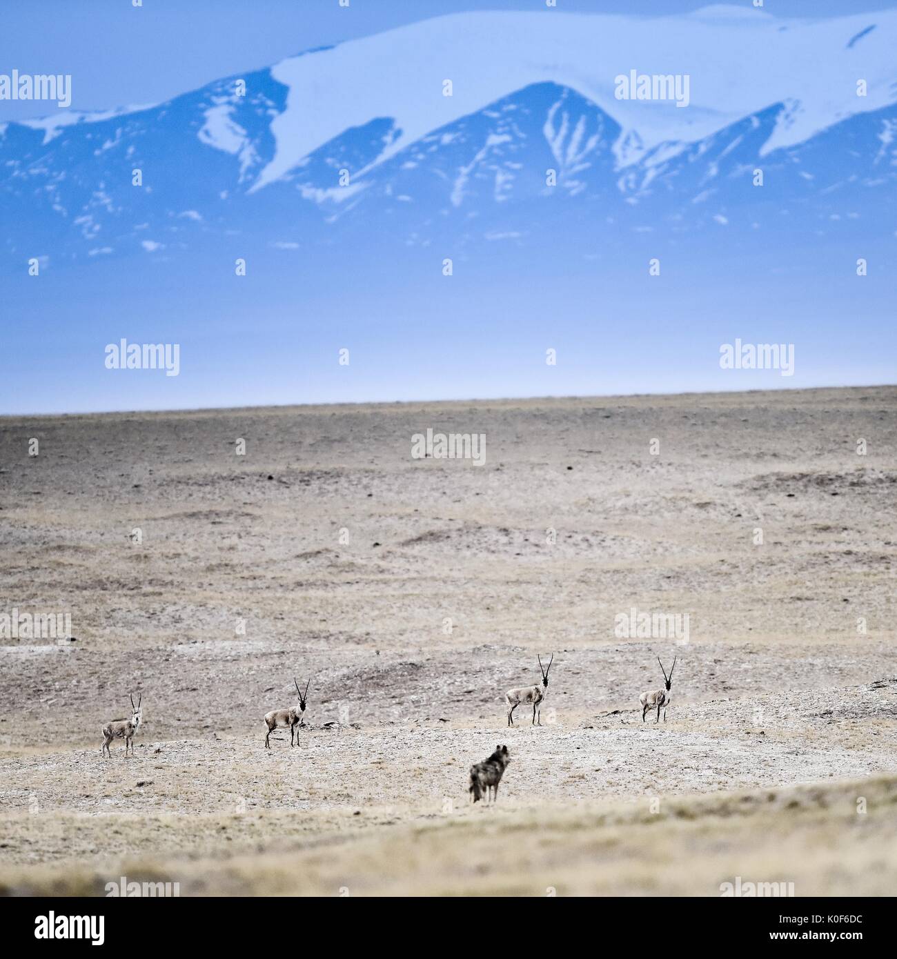 (170823) -- XINING, 23 août 2017 (Xinhua) -- un loup et plusieurs antilopes tibétaines sont vus en Hoh Xil dans la préfecture autonome tibétaine de Yushu, dans la province de Qinghai en Chine, le 8 juin 2016. Xil Hol a une altitude moyenne de plus de 4 600 mètres, ce qui en fait un habitat idéal pour les antilopes tibétaines, kiangs et autres animaux. Elle a été retenue comme l'un des patrimoines naturels mondiaux de l'UNESCO en juillet 2017. (Xinhua/Wu Gang) (ZHS) (ZT) Banque D'Images