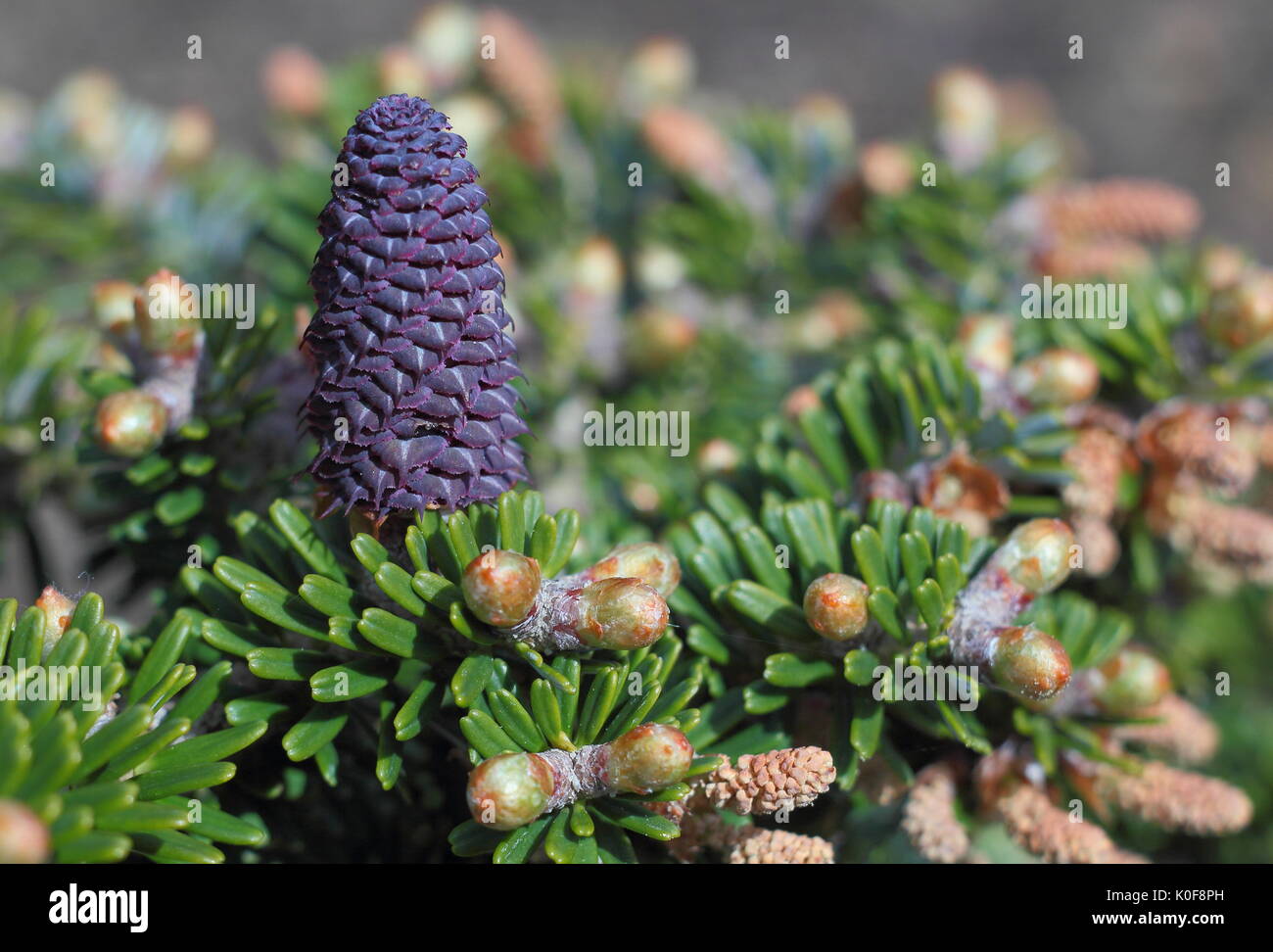 Sur un sapin de Corée (Abies Koreana), variété : Eisregen, poussant dans un jardin FRANCE Banque D'Images
