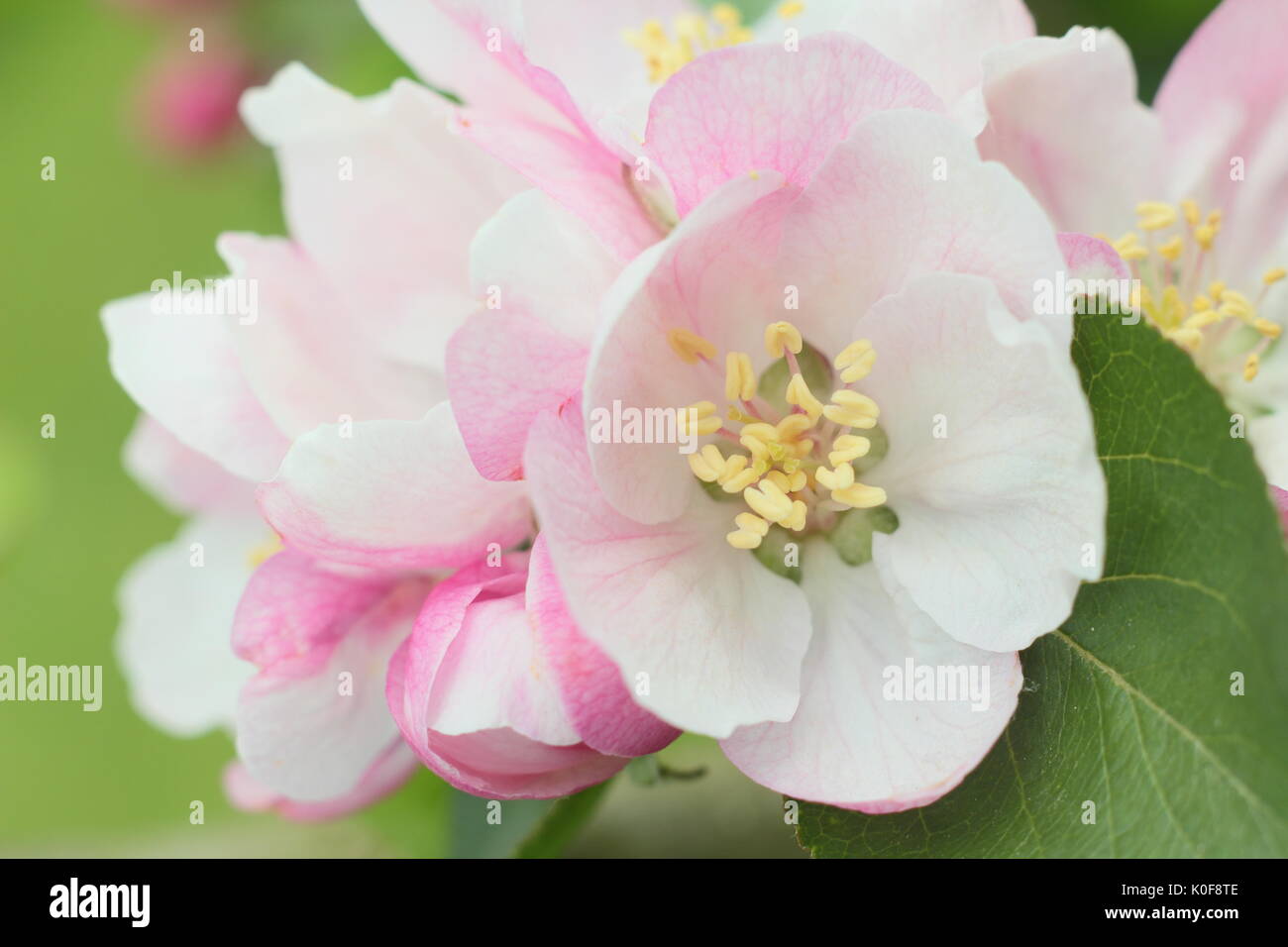 Fleurs rose et crème de Bramley's plants pommier (Malus domestica) dans un jardin anglais au printemps (avril), Royaume-Uni Banque D'Images