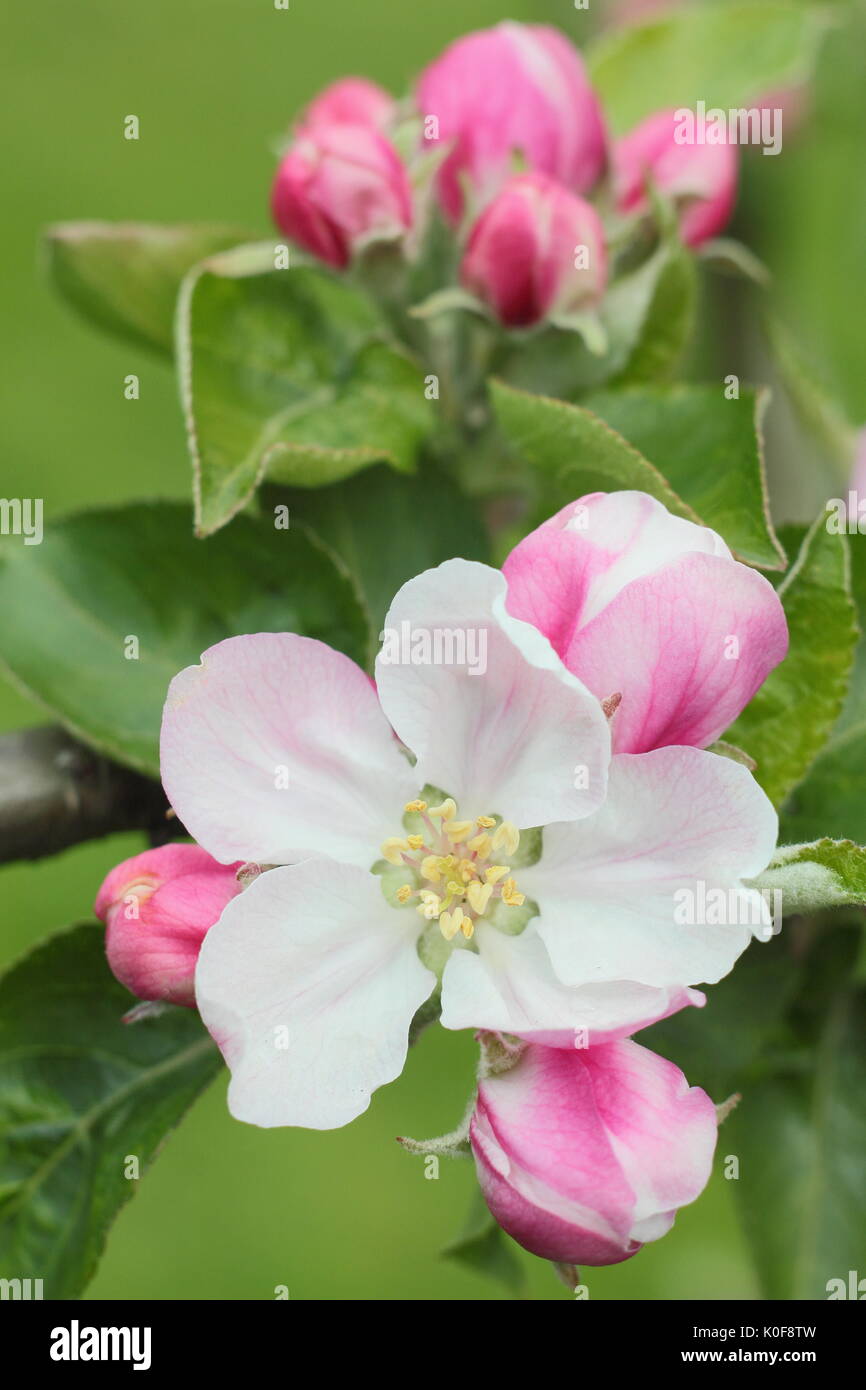 Fleurs rose et crème de Bramley's plants pommier (Malus domestica) dans un jardin anglais au printemps (avril), Royaume-Uni Banque D'Images
