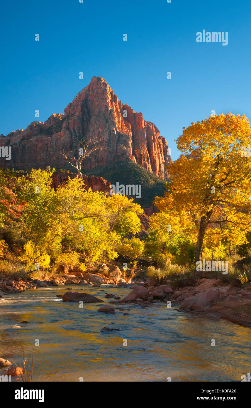 Virgin River, la Sentinelle, Automne, Zion National Park, Utah. Banque D'Images