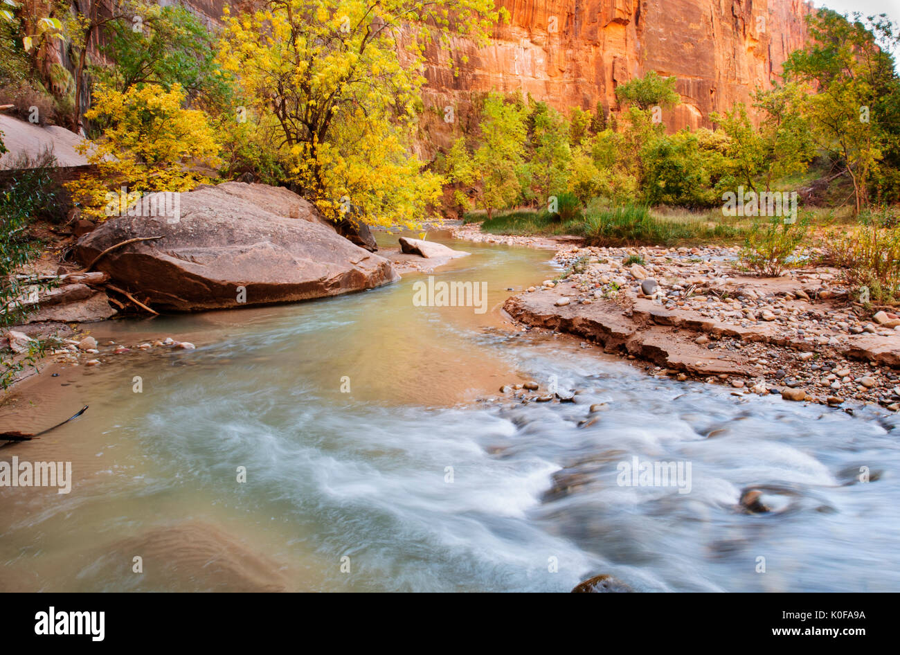 Amérique du Nord ; United States ; Utah ; Caractéristiques naturelles ; désert ; parc national ; Zion National Park ; Virgin River ; automne ; couleurs d'automne. Banque D'Images