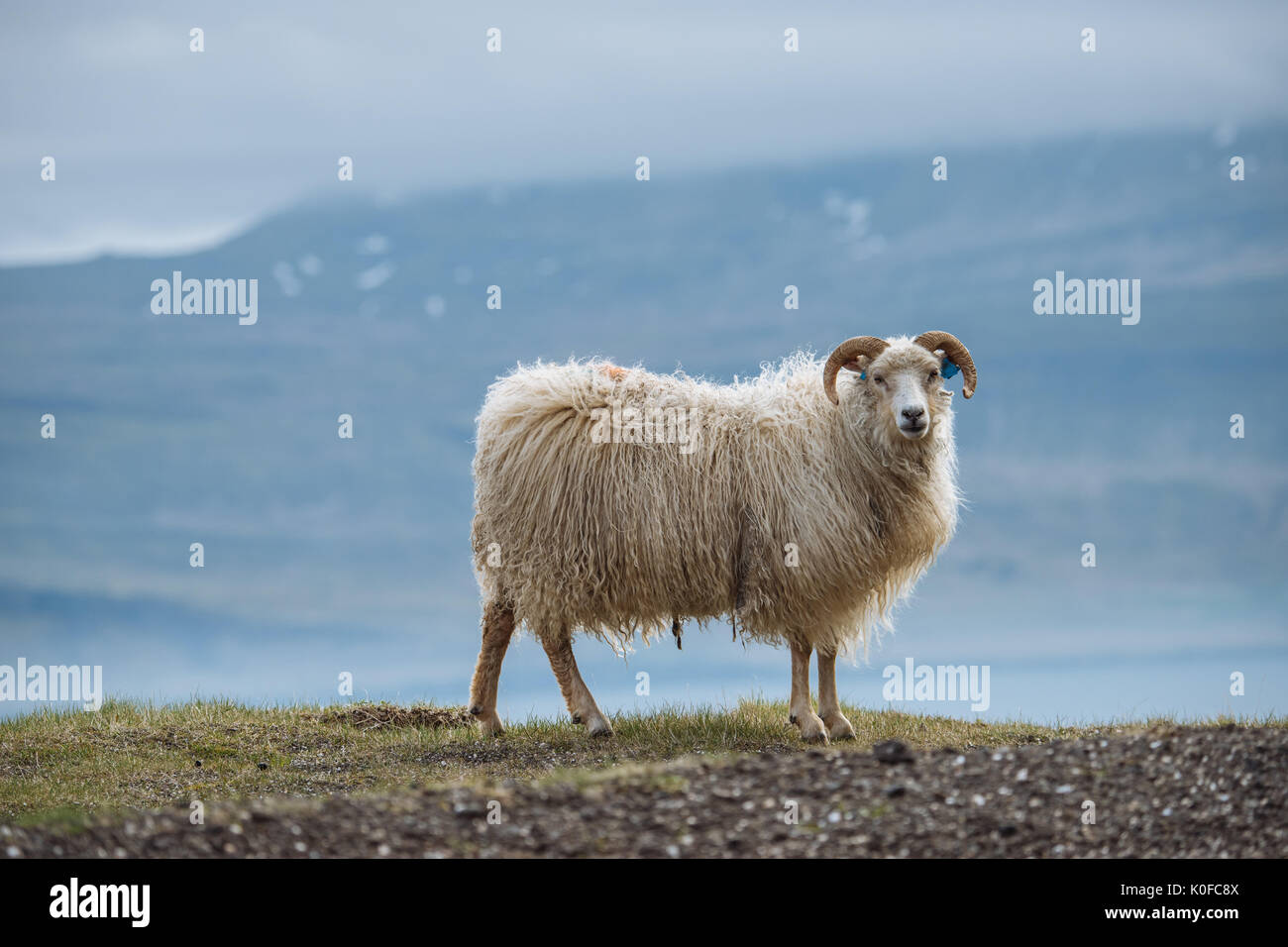 (Ovis), Hafnarnes, Eastfjords, Islande Banque D'Images