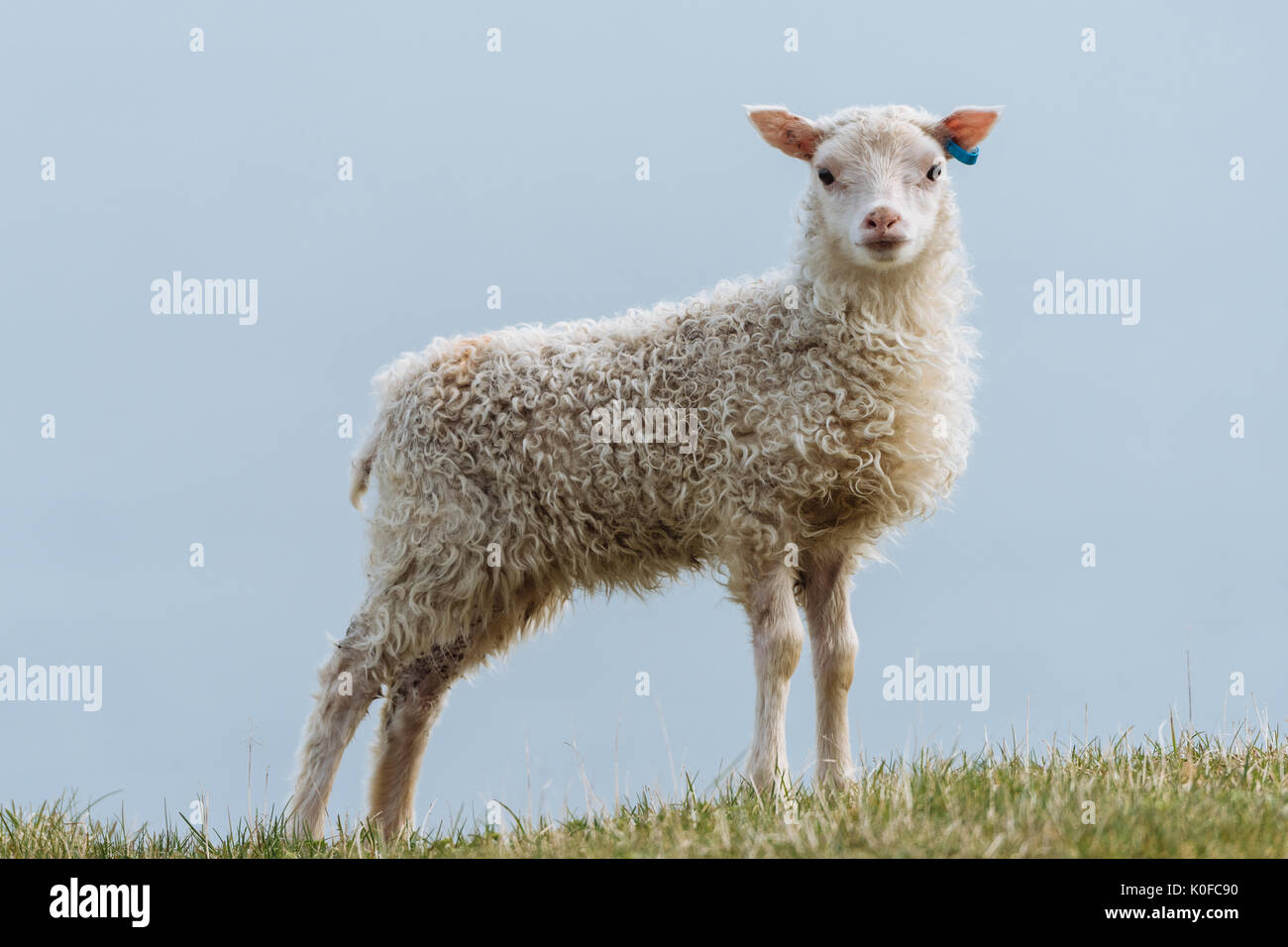 L'agneau (Ovis), Hafnarnes, Eastfjords, Islande Banque D'Images