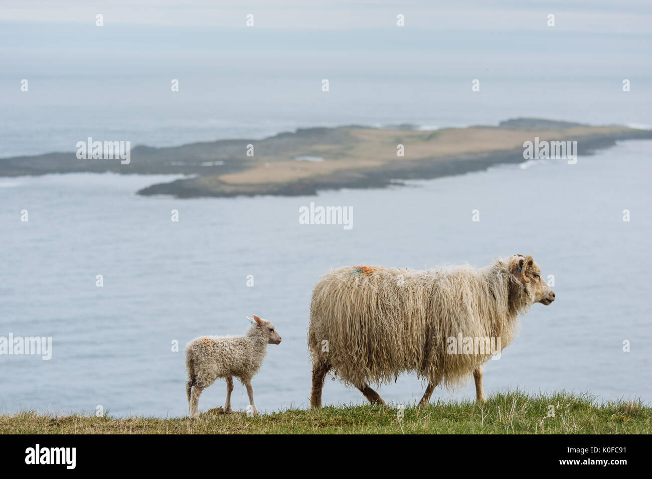 Brebis et agneau (Ovis), Hafnarnes, Eastfjords, Islande Banque D'Images
