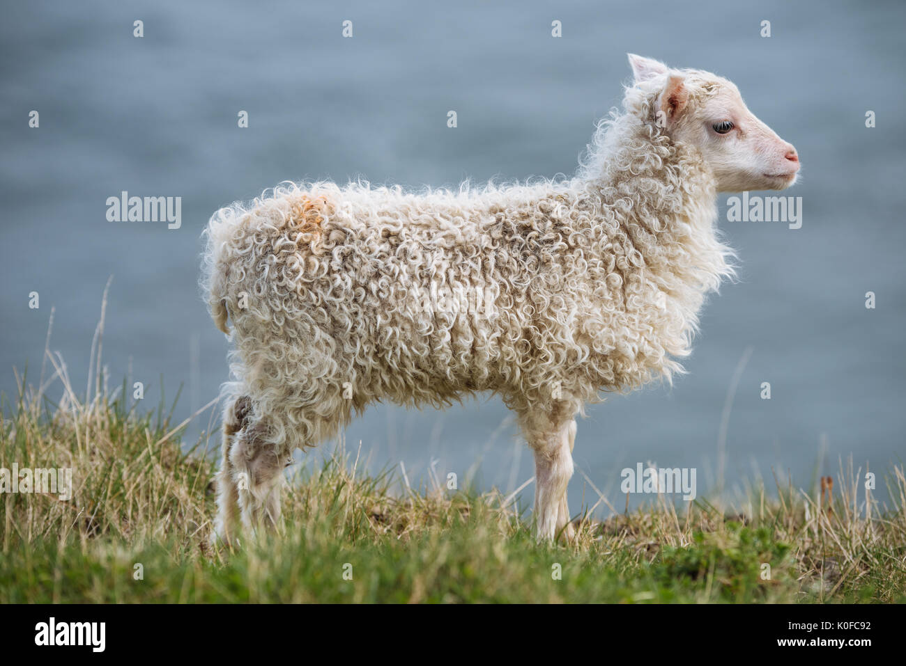 L'agneau (Ovis), Hafnarnes, Eastfjords, Islande Banque D'Images