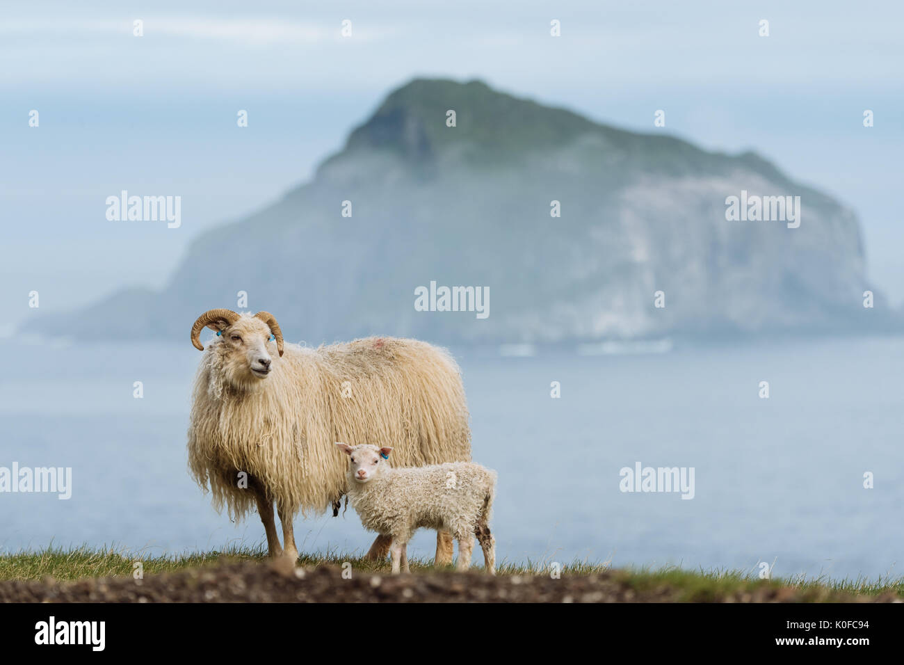 Brebis et agneau (Ovis), Hafnarnes, Eastfjords, Islande Banque D'Images