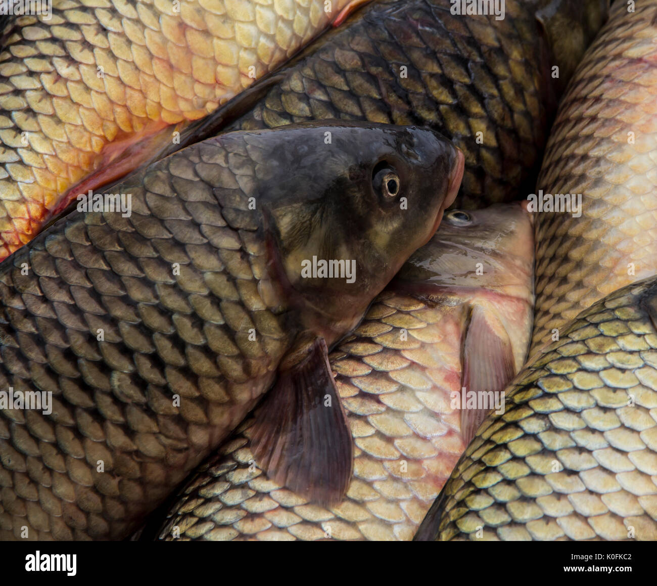 Carpe Chinoise Banque d'image et photos Alamy