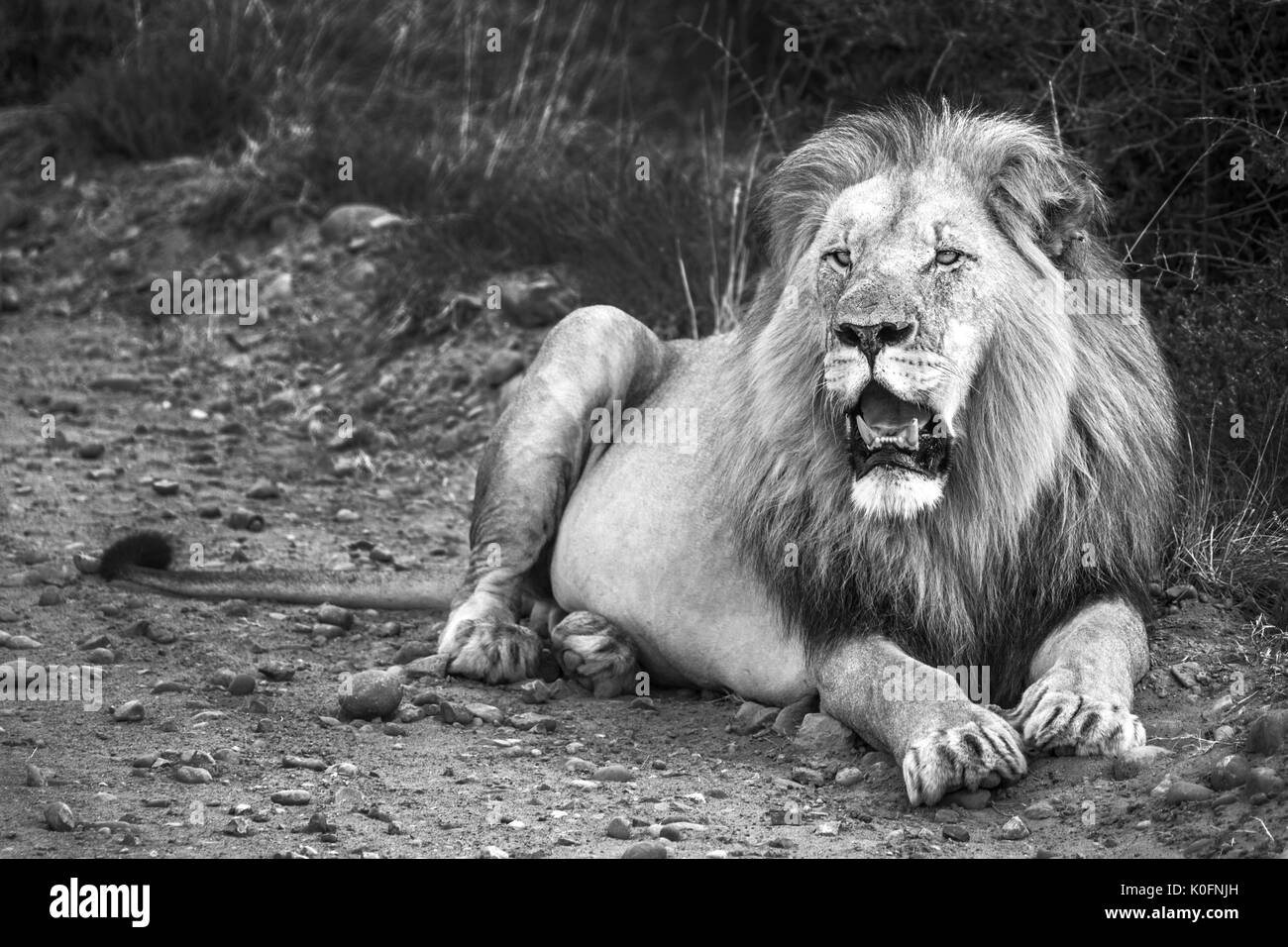 Lion dans la nature Banque D'Images
