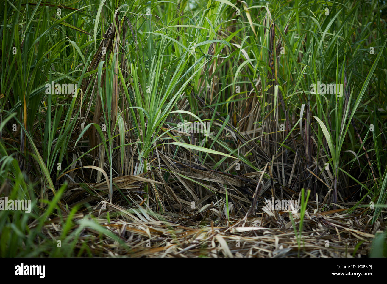 Le cubain, Cuba, Cardenas, canne à sucre en plein air dans l'herbe le musée plantation agricole Banque D'Images