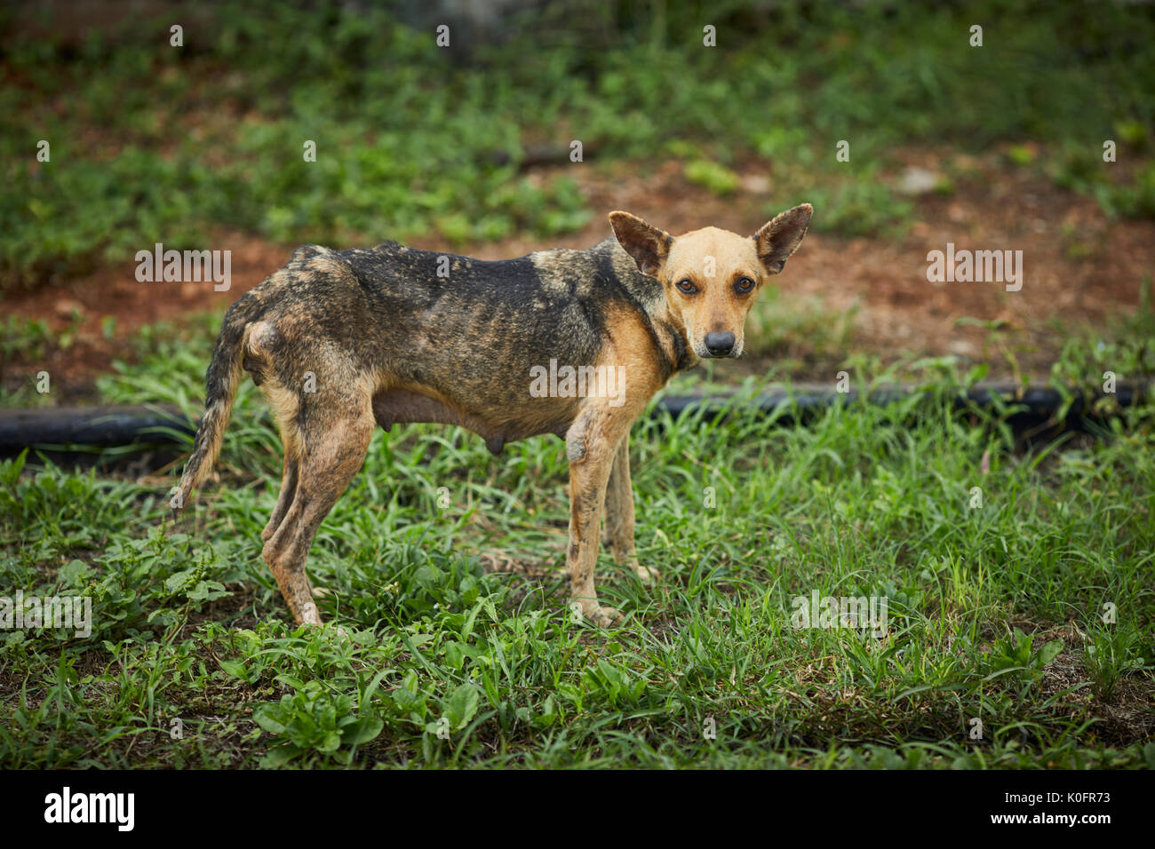 Le cubain, Cuba, Cardenas, villageois skinny dog sur le chemin de fer Banque D'Images