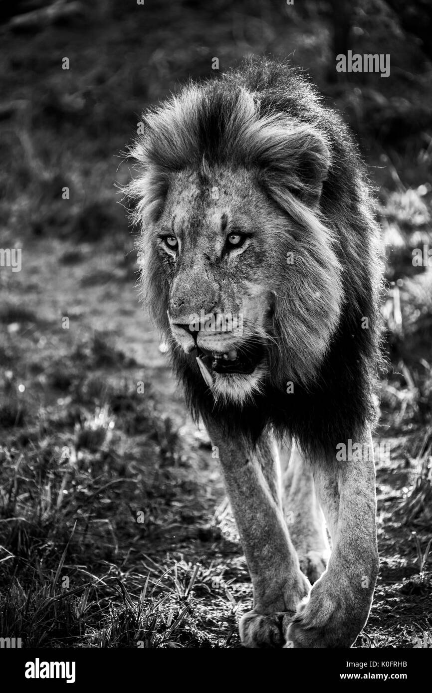 Les Lions à l'état sauvage. Banque D'Images
