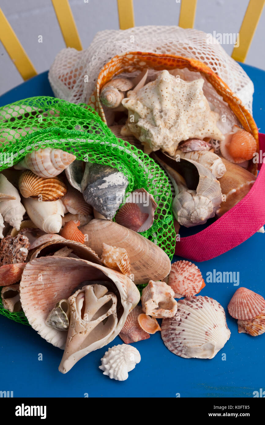 Coquillages ramassés dans l'île de Sanibel, en Floride Banque D'Images