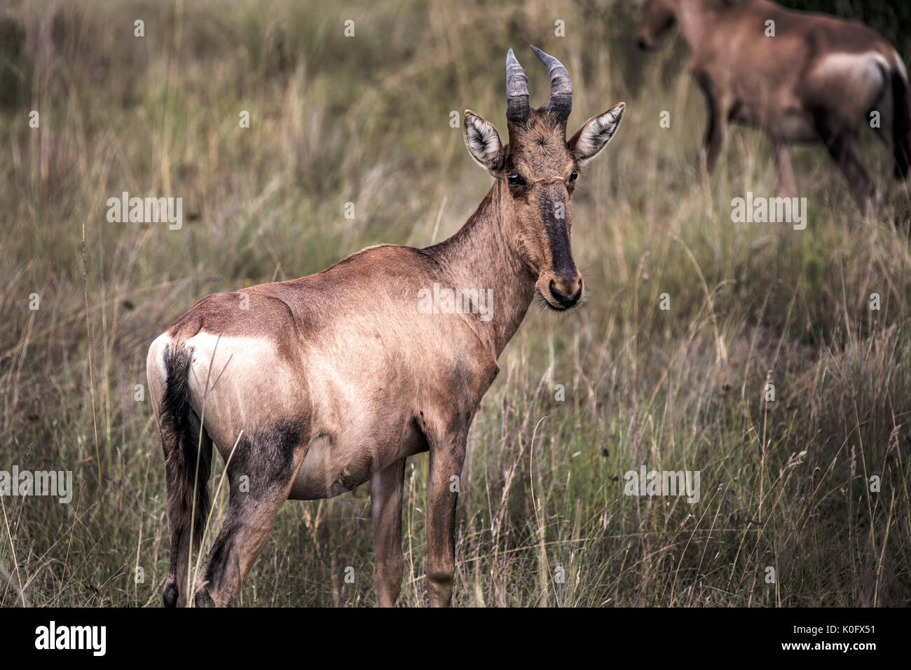 Bubales rouges dans la savane. Banque D'Images