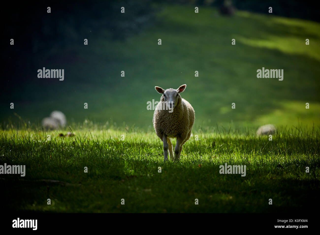 Alderley Park à Nether Alderley, Cheshire, un parc d'affaires moderne situé dans immobilier campagne et ex-usine d'AstraZeneca Banque D'Images