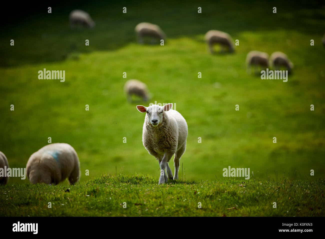 Alderley Park à Nether Alderley, Cheshire, un parc d'affaires moderne situé dans immobilier campagne et ex-usine d'AstraZeneca Banque D'Images