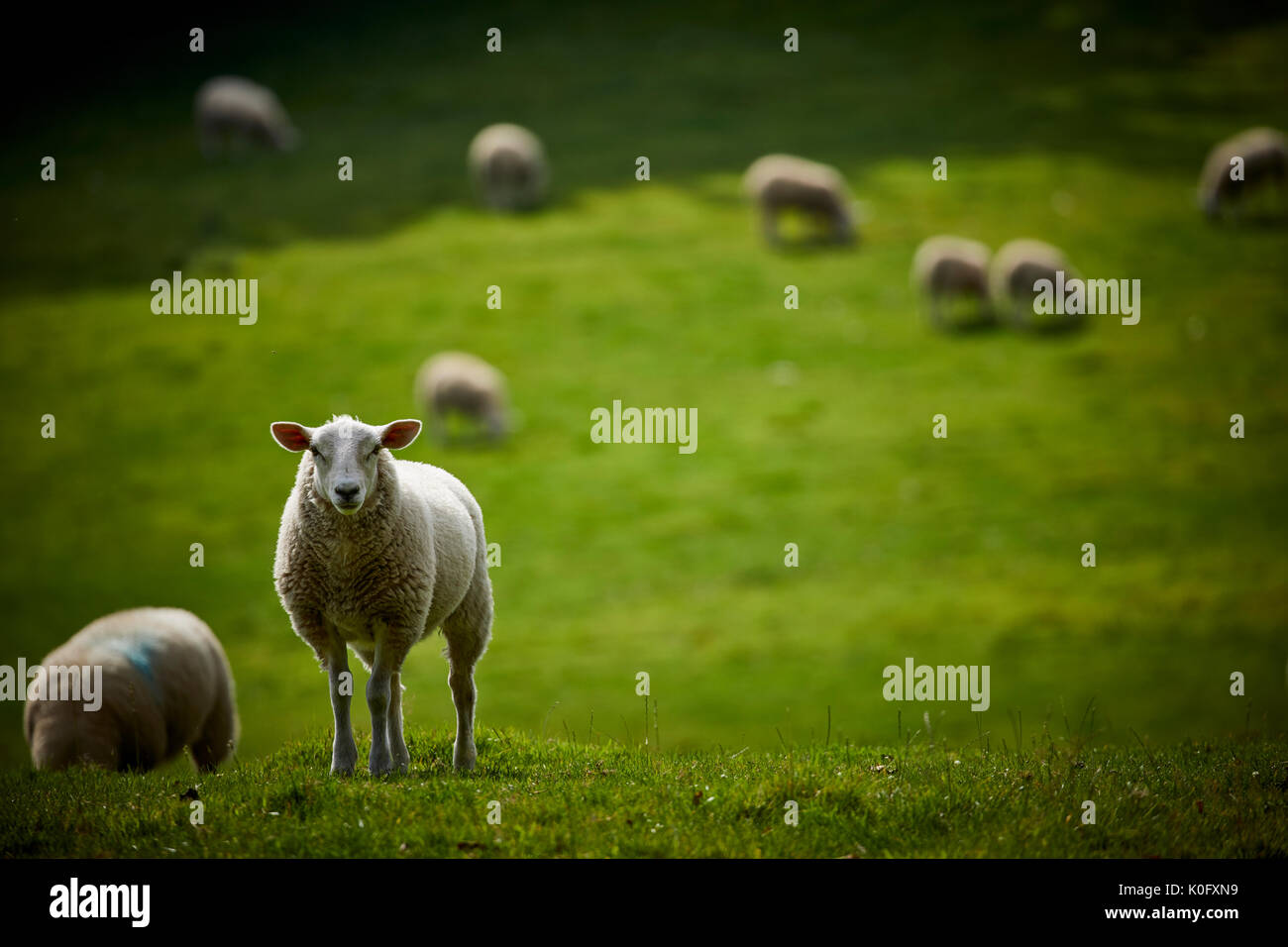 Alderley Park à Nether Alderley, Cheshire, un parc d'affaires moderne situé dans immobilier campagne et ex-usine d'AstraZeneca Banque D'Images