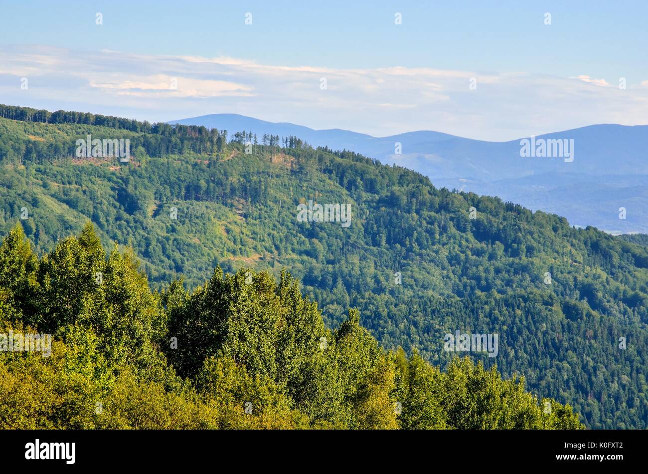 Paysage de montagne d'été. De belles collines vertes sur une journée ensoleillée. Banque D'Images