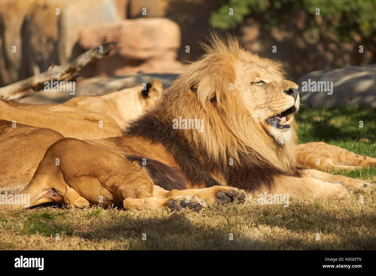 Lion reposant à Sun Banque D'Images