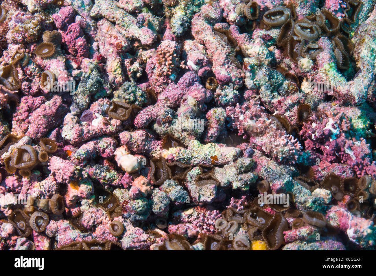 Rhodolite de rhodolithes bed underwater Queimada Grande Island, Rive sud-est du Brésil Banque D'Images