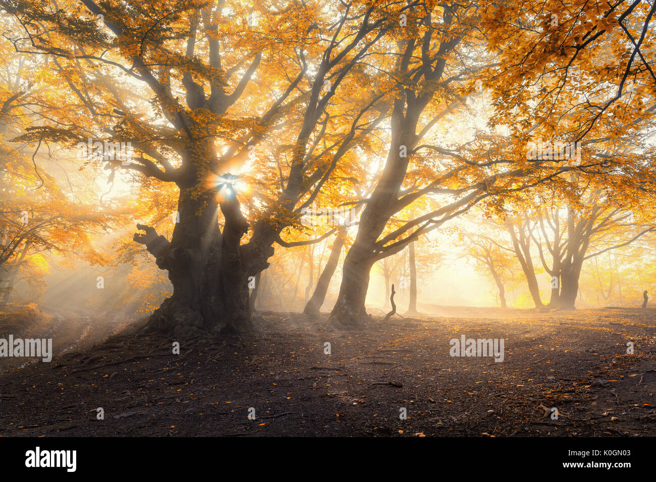 Vieille forêt magique avec les rayons du soleil le matin. Arbres extraordinaires dans le brouillard. Paysage coloré avec des forêts de brouillard, l'or du soleil, feuillage orange au lever du soleil. Banque D'Images